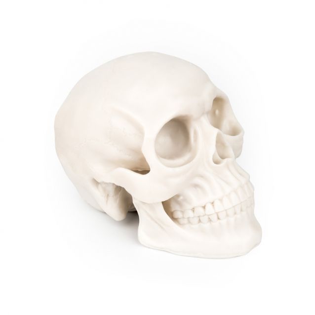 Silikonová lebka na cvičení - Silicone skull (K)